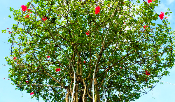 Cây dại mọc bên hàng rào nở hoa đỏ thắm, trồng trong chậu bonsai đắt hàng được nhiều người săn lùng;#34;  làm cây cảnh trong nhà - 1