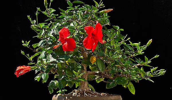 Cây dại mọc bên hàng rào nở hoa đỏ thắm, trồng trong chậu bonsai đắt hàng được nhiều người săn lùng;#34;  cây cảnh trong nhà - 2