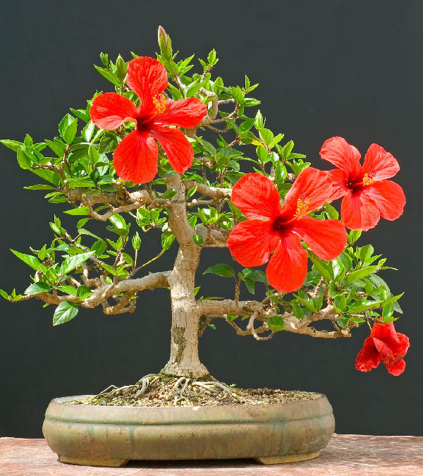 Cây dại mọc bên hàng rào nở hoa đỏ thắm, trồng trong chậu bonsai đắt hàng được nhiều người săn lùng;#34;  cây cảnh trong nhà - 3
