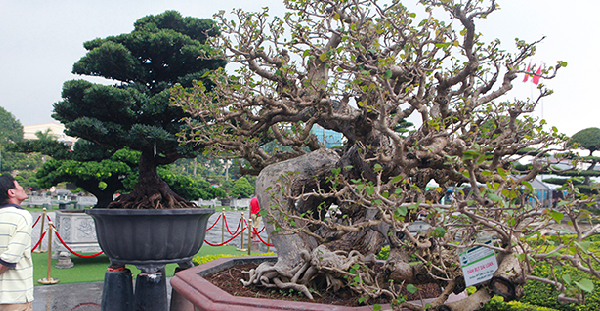Cây dại mọc bên hàng rào nở hoa đỏ thắm, trồng trong chậu bonsai đắt hàng được nhiều người săn lùng;#34;  cây cảnh trong nhà - 5