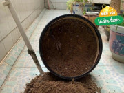 Khi thay chậu tiện tay vứt thêm thứ rác thải này vào, cây đủ dinh dưỡng dùng 1 năm, thúc hoa tuôn như suối