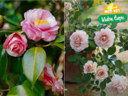 3 loại hoa đốt tiền, mua được nhưng không nuôi nổi, nhà giàu cũng chớ dại rước về