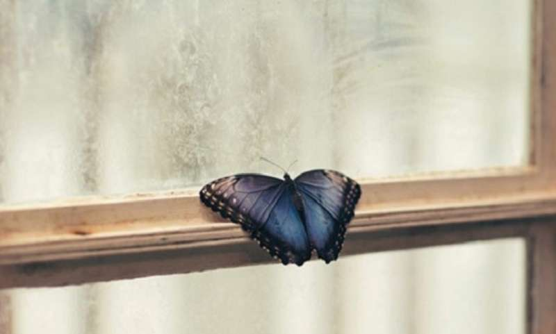Hóa giải nỗi sợ bướm bay vào nhà, đậu vào người mà không biết điềm lành hay dữ?