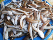 Tiêu dùng - Loại cá có tên lạ xưa chỉ "nhà nghèo" mới ăn, nay đem phơi khô thành đặc sản nổi tiếng vì quá ngon, 300.000 đồng/kg