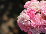 Eva tám - Phụ nữ kiểu này dù lấy ai cũng không thể sống tốt