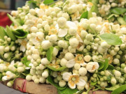 Sức khỏe - Hoa bưởi không chỉ thơm và đẹp, mà còn là vị thuốc giúp đẹp da, tốt tiêu hóa nhưng có người cần tránh xa