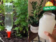 Tại sao tưới hoa nên tưới nước mưa, biết lý do bạn sẽ lấy thau ra hứng nước liền