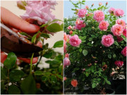 5 loại hoa cạo trọc đầu vào mùa xuân sẽ rất tốt, càng cắt càng nở nhiều, hoa to gấp đôi