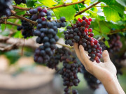 Sức khỏe - Ăn nho màu nào tốt nhất? Bác sĩ chỉ rõ loại giúp giảm cân, phòng bệnh đường tiết niệu và hỗ trợ sinh sản