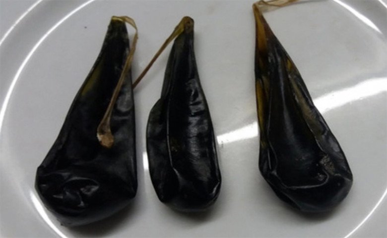 Tất cả các loại mật động vật nói chung và mật lợn nói riêng đều có chất độc dù hàm lượng độc trong từng loại mật khác nhau. (Ảnh minh họa)