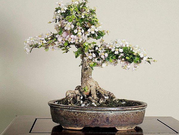 Cây cảnh bonsai có tên rất lạ, dáng thế độc đáo được đại gia amp;#34;săn đónamp;#34;, người trồng kiếm hàng chục triệu đồng - 1