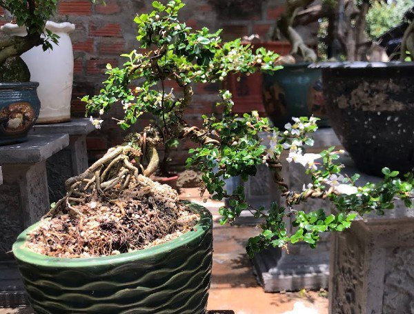 Cây cảnh bonsai có tên rất lạ, dáng thế độc đáo được đại gia amp;#34;săn đónamp;#34;, người trồng kiếm hàng chục triệu đồng - 3