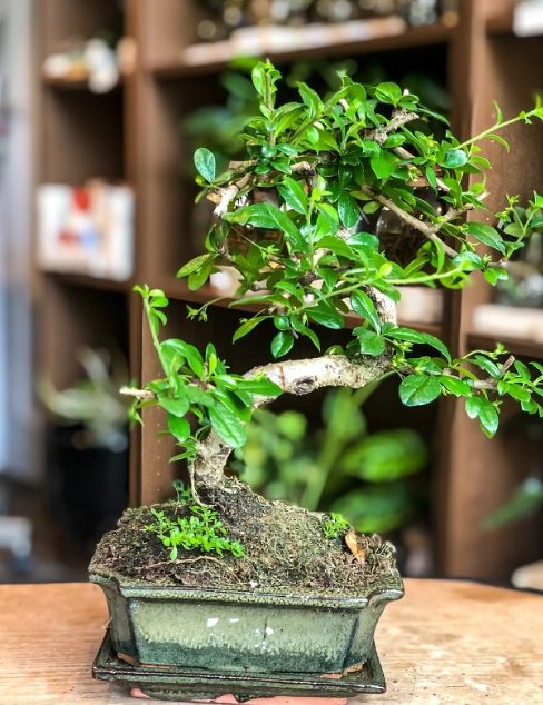 Cây bonsai có tên cực lạ, dáng độc được đại gia săn lùng, người trồng lãi chục triệu đồng - 4