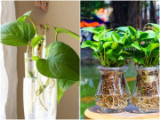 Trồng cây trầu bà nhất định đừng đặt 4 chỗ này, đọc xong xem lại nhà mình mắc mấy lỗi sai