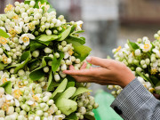 Hoa bưởi vừa mua về đã héo, làm ngay những bước này để hoa tươi lâu cả tuần, hương thơm lâu tàn