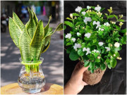 5 loại hoa không cần ánh sáng, để trong bóng tối nở hoa càng rực rỡ, sum suê hơn mang ra nắng