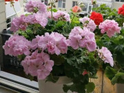 3 loại hoa đuổi muỗi, thích hợp trồng ngay, đẹp và thiết thực, sẵn sàng cho mọi nguy hiểm