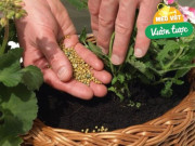 Nhà đẹp - Rắc một nắm vào chậu hoa, dù hoa khó trồng đến đâu vài ngày sau cũng ra rễ mới, lá xanh tốt