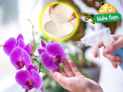 Nhà đẹp - Không cần bón phân, chỉ cần tưới loại “nước tiên” này cành lá tươi xanh, hoa nở rộ tươi lâu