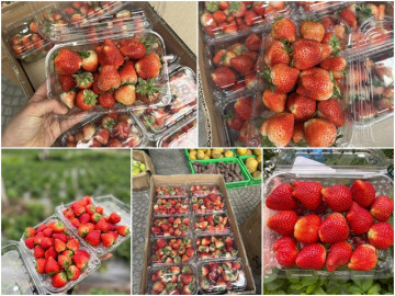 Dâu tây ồ ạt xuống phố giá rẻ chưa từng có, chỉ từ vài chục nghìn/kg: 4 đặc điểm nhận biết dâu tây Sơn La và dâu tây Trung Quốc