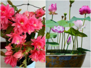 Nhà đẹp - Thời tiết ấm áp hãy nhanh tay trồng 3 loại hoa này, ý nghĩa tốt lành, nở căng to bằng cái bát