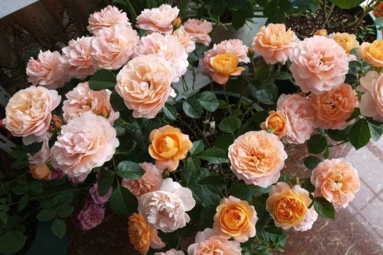 Mùa xuân trồng hoa hồng nhớ kỹ 3 điều này, làm đúng hoa nở rộ, làm sai cẩn thận cây chết - 1