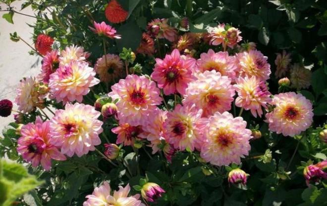 Thời tiết ấm áp hãy nhanh tay trồng 3 loại hoa này, ý nghĩa tốt lành, nở căng to bằng cái bát - 4
