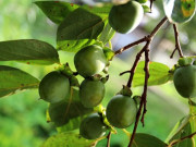 Xem ăn chơi - Loại quả quê trở thành đặc sản được ưa chuộng, ăn một lần sẽ nhớ cả đời không quên, 80.000 đồng/kg