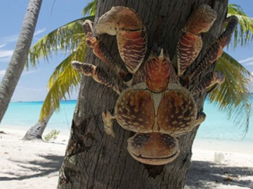 Lạ lùng loại cua leo cây thoăn thoắt, nay là đặc sản cực ngon và bổ dưỡng được bán ở Việt Nam với giá 6 triệu đồng/kg