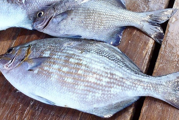 Loại cá ở Việt Nam có tên đáng sợ, trước không ai ăn, nay là đặc sản dân sành ăn thi nhau săn lùng - 1