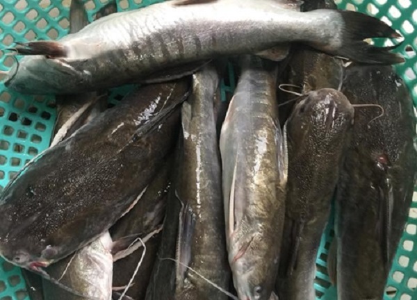 Cà Mau: Đặc sản có tên gọi “thô thiển” nhưng cực kỳ thơm ngon, ăn một lần “nhớ cả đời” - 2
