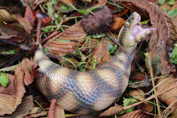Nhật Bản: Treo thưởng 10.000 USD để bắt sinh vật huyền bí giống rắn - 2