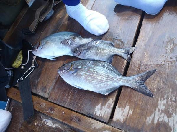 Loại cá ở Việt Nam có tên đáng sợ, trước không ai ăn, nay là đặc sản dân sành ăn thi nhau săn lùng - 5