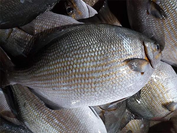 Loại cá ở Việt Nam có tên đáng sợ, trước không ai ăn, nay là đặc sản dân sành ăn thi nhau săn lùng - 9