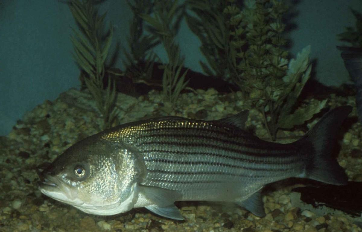 Loại cá ở Việt Nam có tên đáng sợ, trước không ai ăn, nay là đặc sản dân sành ăn thi nhau săn lùng - 7