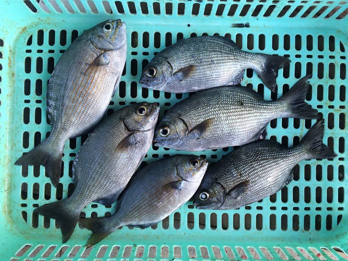 Loại cá ở Việt Nam có tên đáng sợ, trước không ai ăn, nay là đặc sản dân sành ăn thi nhau săn lùng - 8