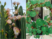 Nhà đẹp - 4 loại cây “phố thị” nhà nào cũng nên trồng, vừa trấn trạch vừa gọi tài lộc, mấu chốt là rất dễ chăm sóc