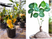 Loại cây xấu xí nhưng nhà giàu rất thích rước về nhà, người nghèo lại chê mang vứt
