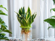 Nhà đẹp - 3 loại cây may mắn trồng thủy canh sẽ dễ hơn, ngâm trong nước 7 ngày là bén rễ