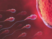 Chuẩn bị mang thai - Khả năng di chuyển của tinh trùng ảnh hưởng đến khả năng thụ thai như thế nào?