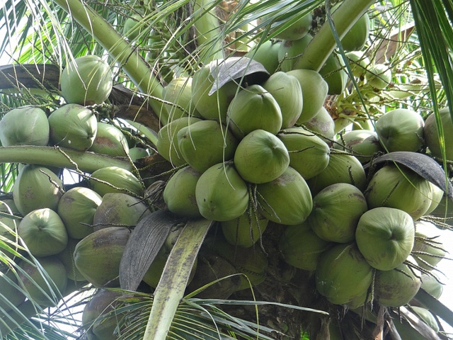 Dừa là loại cây dễ trồng dễ chăm sóc.