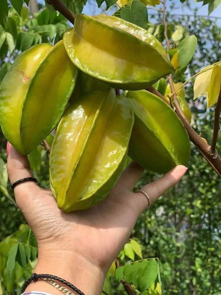 Khế ngọt là loại quả dân dã ở quê