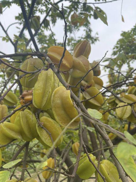 Nhiều người trồng cây khế ngọt để bán 