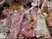 Xem ăn chơi - Đặc sản xưa không ai ăn, giờ thành món ngon xuất hiện trong các bữa tiệc vì quá ngon, 500.000 đồng/kg