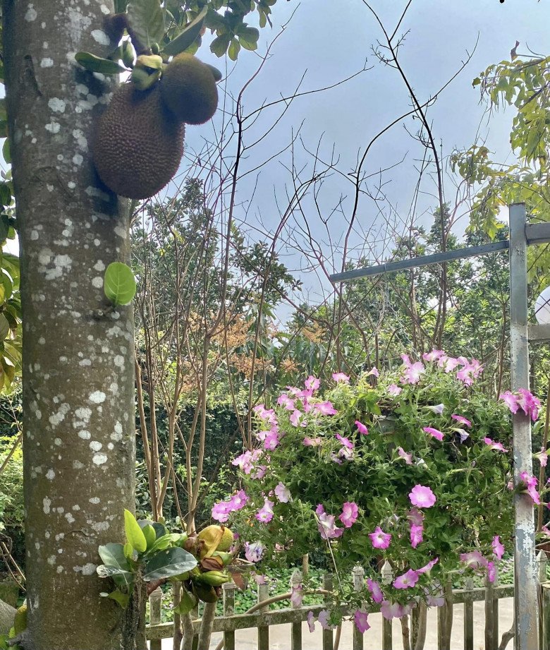 NSND Thanh Hoa đăng ảnh bên 4 chị em ruột, khoe vườn nhà rộng 1.000m2 ngập tràn sắc hoa - 12