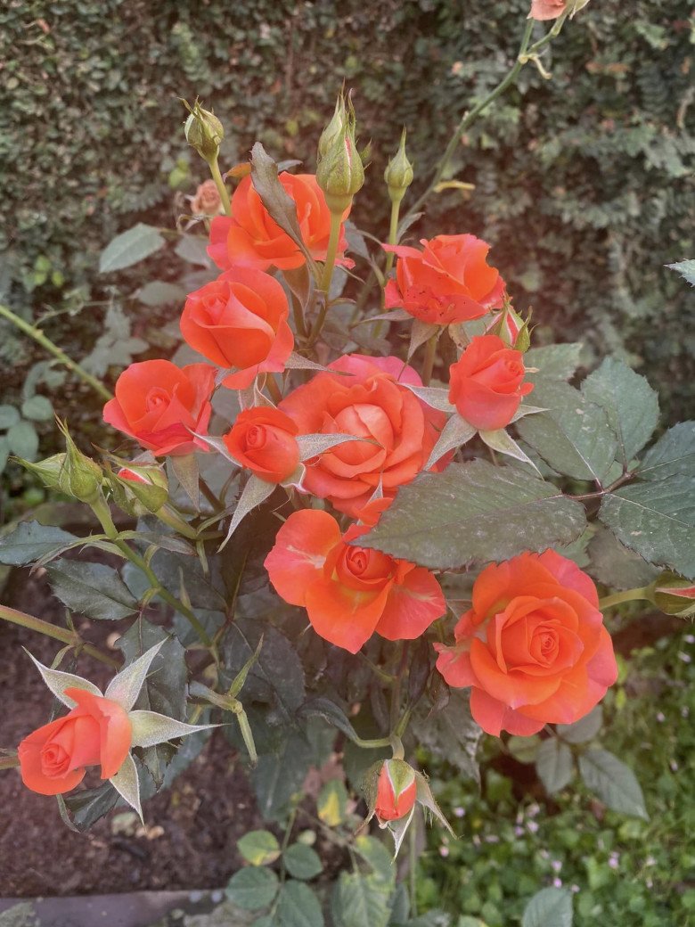 NSND Thanh Hoa đăng ảnh bên 4 chị em ruột, khoe vườn nhà rộng 1.000m2 ngập tràn sắc hoa - 11
