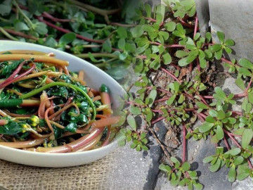 Loại cỏ dại mọc ven đường, người Việt dùng cho gia súc ăn nhưng được thế giới săn lùng, Trung Quốc gọi là rau trường sinh