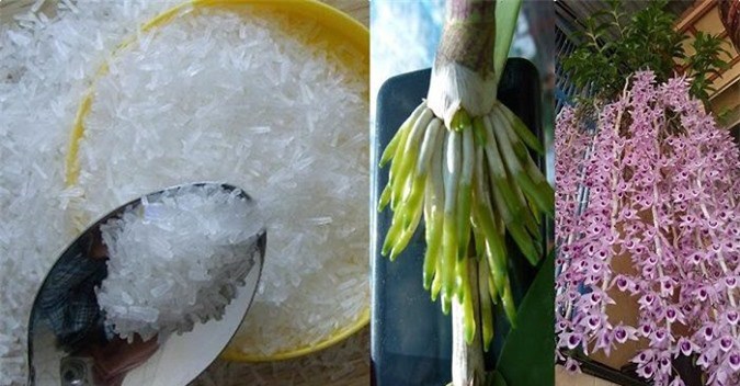 Gia vị trong bếp là “bảo bối” trồng hoa, cứ dùng là cây xanh tốt, hoa nở bung rực rỡ - 6