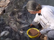 Tin tức - Người đàn ông An Giang bỏ gần 2 tỷ đồng, mỗi ngày xin 6-8 tấn xoài để "cung phụng"  120 tấn cá