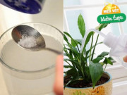 Nhà đẹp - Gia vị trong bếp là “bảo bối” trồng hoa, cứ dùng là cây xanh tốt, hoa nở bung rực rỡ